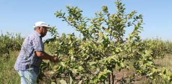 Silifke'de, Anavatanı Güney Amerika ve Meksika Olan Guava Meyvesi Üretildi