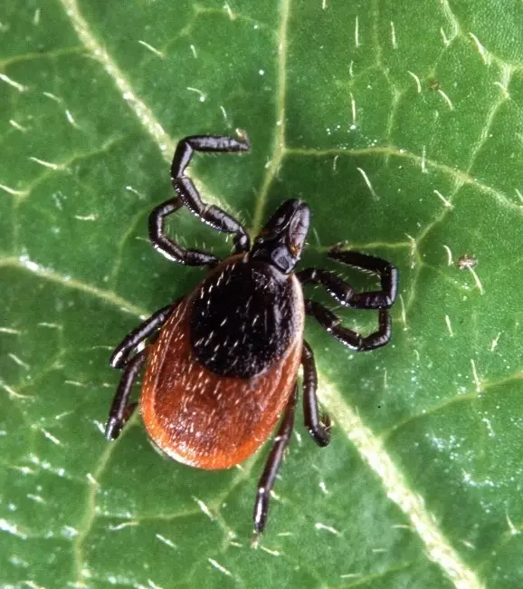 lyme aşısı köpek