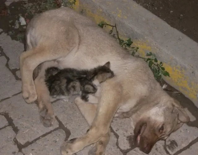 Yavru Kedi Yaralı Köpeğin Başında Acıyla İnledi Haberler