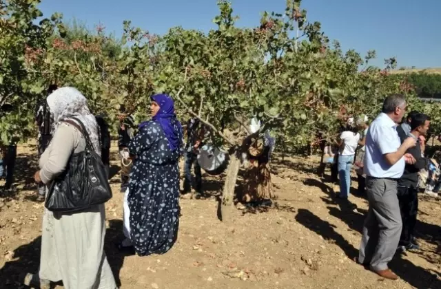 'Siirt Fıstığı ve Doğa Festivali' Devam Ediyor 'Siirt Fıstığı ve Doğa Festivali' Devam Ediyor