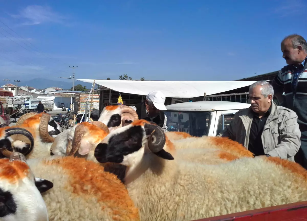 Havran Hayvan Pazari Kurbanlik Alicilarini Bekliyor Balikesir