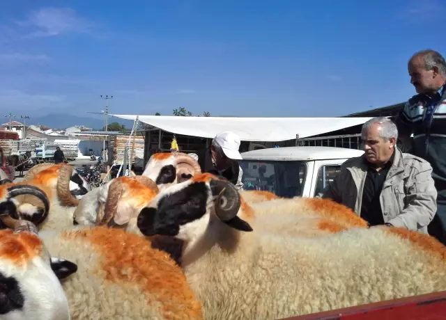 havran hayvan pazari kurbanlik alicilarini bekliyor balikesir