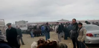 igdir da canli hayvan pazarinda kurban hareketliligi haberler