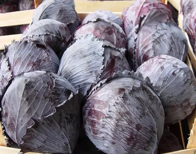Bafra�da Kışlık Sebze Hasadı Haberler