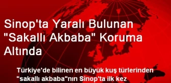 Sinop'ta Yaralı Bulunan Sakallı Akbaba Koruma Alındı