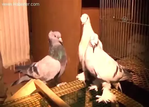 Güvercin güzellik yarışması Güvercin güzellik yarışması