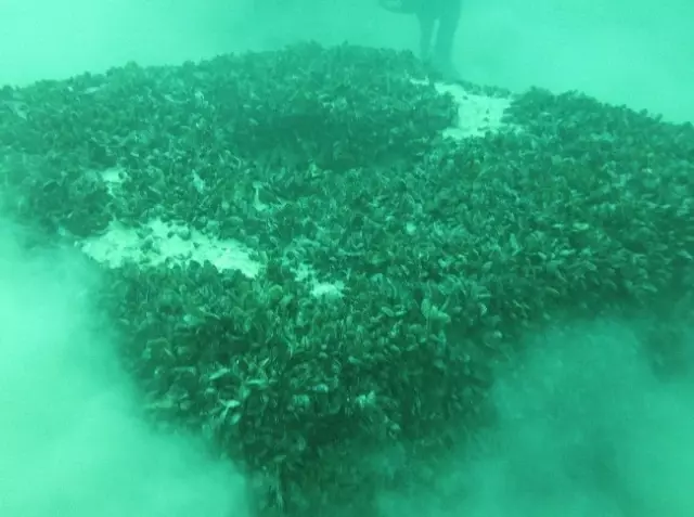 Karadeniz'de Resif Projesi