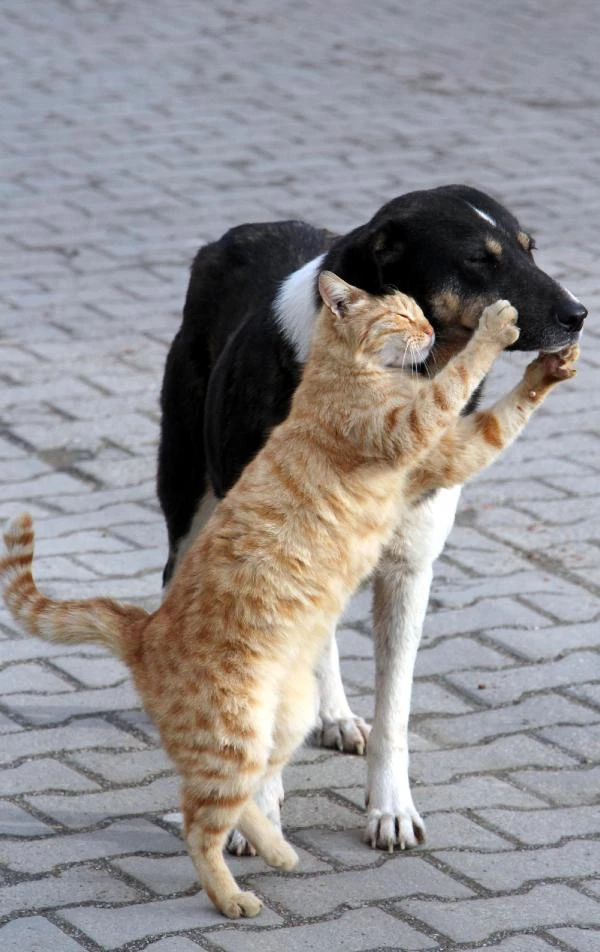 Kedi ve Köpeğin Dostluğu Haberler
