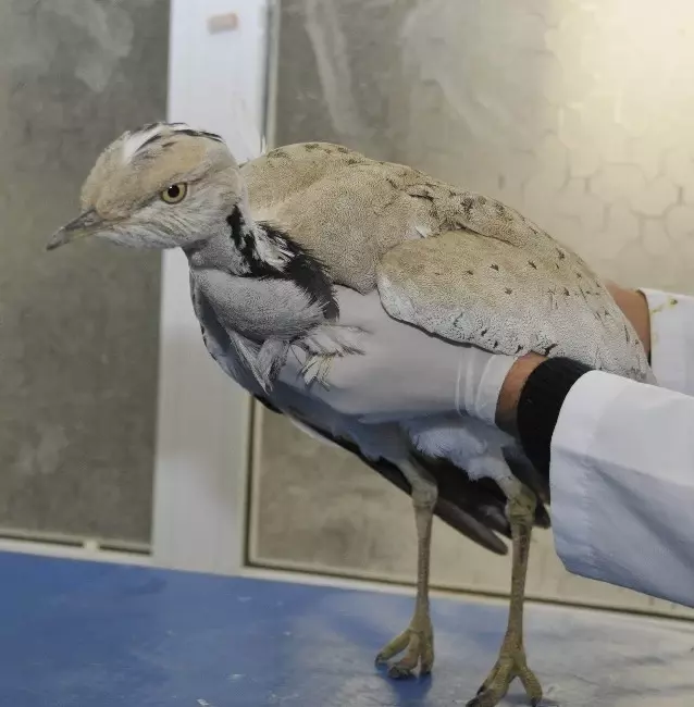 Nesli Tukenen Yakali Toy Kusu 100 Yil Sonra Konya Da Goruntulendi