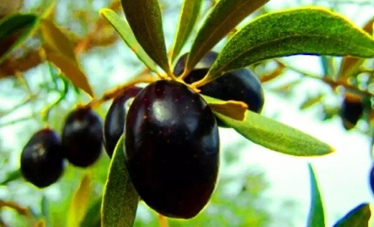 manisa turkiye zeytin uretiminde soz