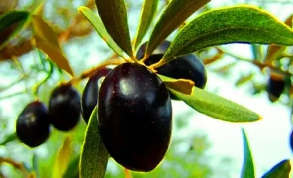 manisa turkiye zeytin uretiminde soz