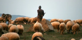 3 Bin TL Maaşla Kadrolu Çoban