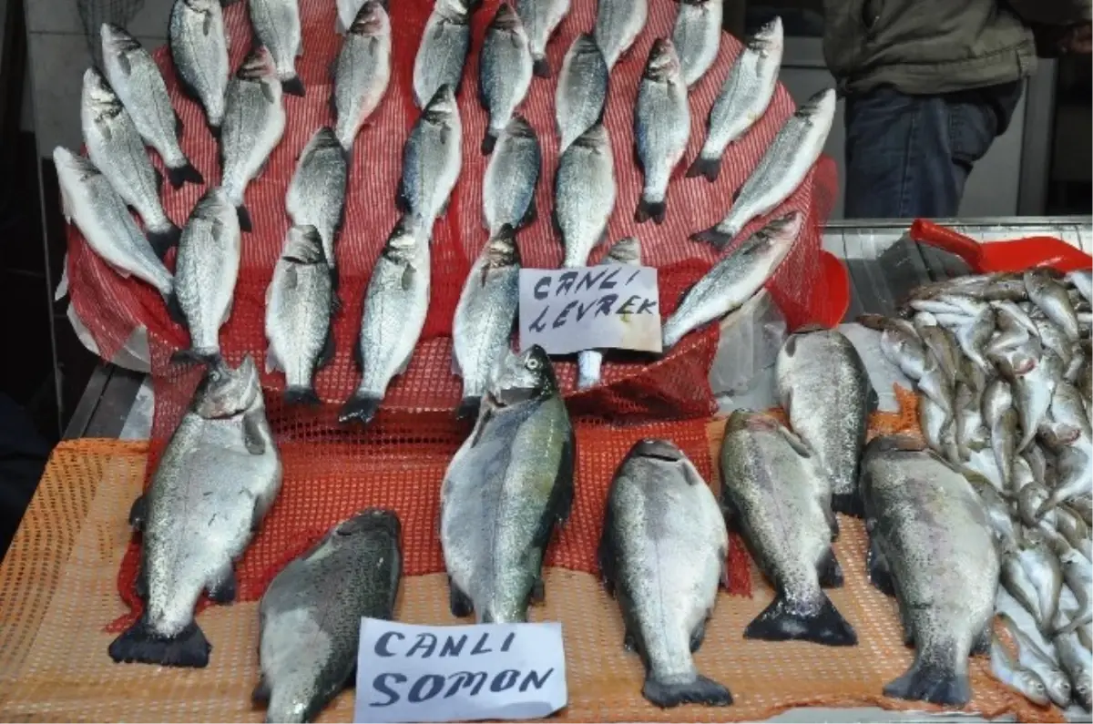 Karadeniz De Balik Tukenince Care Ciftlik Baligi Oldu Haberler