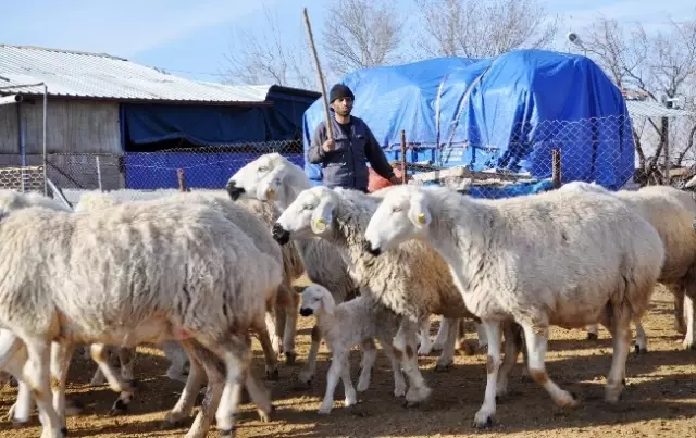 Aksaray'da 4 Bin Lira Maaşlı Çobana Kız Vermiyorlar