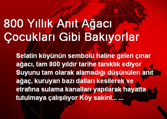 800 Yıllık Anıt Ağacı Çocukları Gibi Bakıyorlar - Haberler