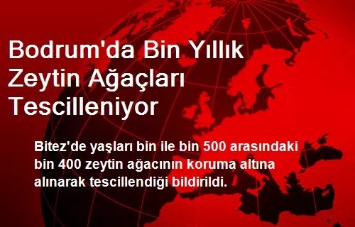 Bodrum'da Bin Yıllık Zeytin Ağaçları Tescilleniyor