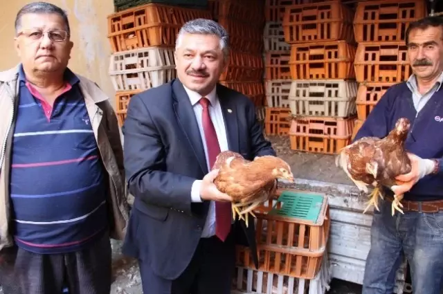 Ordu'da Köy Yumurtası İçin Tavuk Dağıtıldı