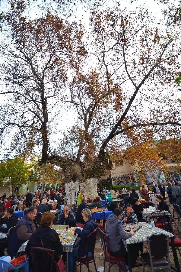 İzmir'de 1000 Yıllık Çınar Ağacına Koruma İzmir'de 1000 Yıllık Çınar Ağacına Koruma