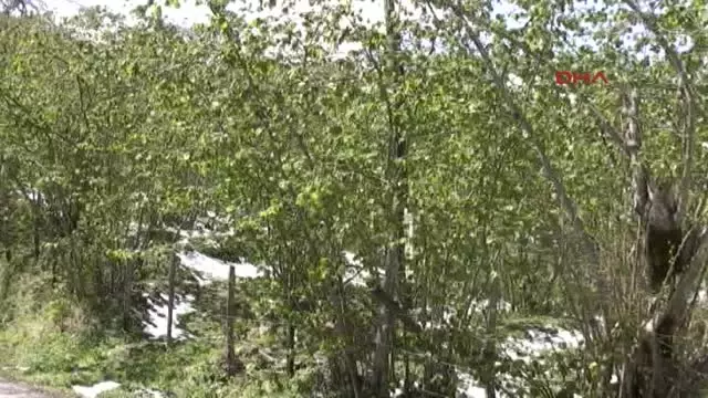 Giresun Ziraat Odası Fındıkta Yüzde 70'in Üzerinde Zarar Var Giresun Ziraat Odası Fındıkta Yüzde 70'in Üzerinde Zarar Var