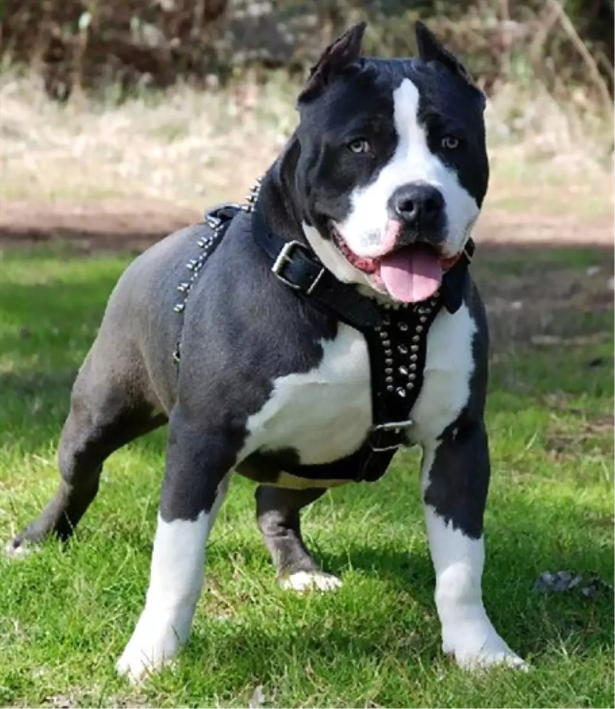 Sakarya Da Internetten Pitbull Satisina Para Cezasi Haberler