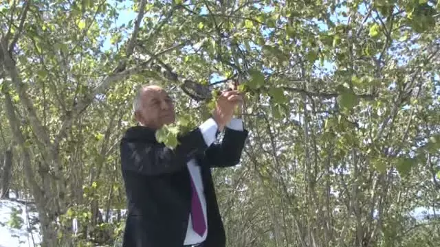 Kar yağışının fındığa etkisi - Kar yağışının fındığa etkisi -