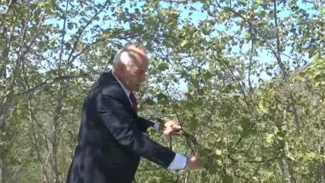 Kar yağışının fındığa etkisi - Kar yağışının fındığa etkisi -