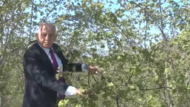 Kar yağışının fındığa etkisi - Kar yağışının fındığa etkisi -