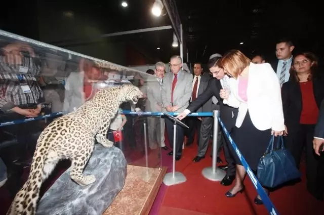 Kocaeli Çocuk Fuarında Anadolu Leoparı'na Yoğun İlgi Kocaeli Çocuk Fuarında Anadolu Leoparı'na Yoğun İlgi