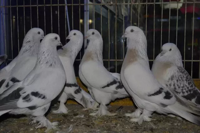 Genetigi Bozulmayan Sebap Guvercinler Dunyaya Tanitilacak Haberler