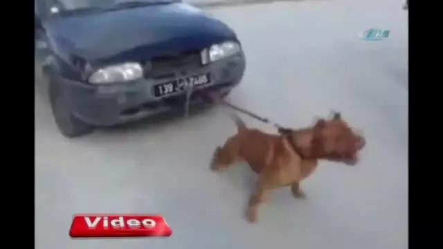 pitbull otomobil cekti haberler