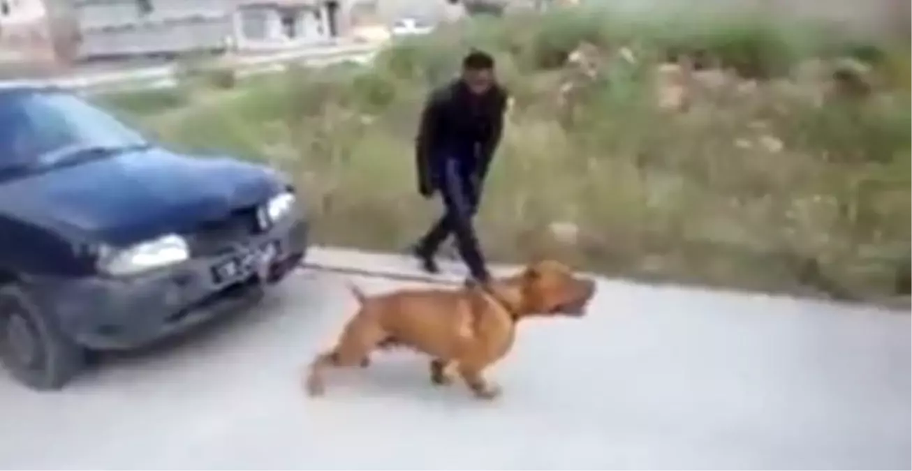 pitbull otomobili tasmasiyla cekti