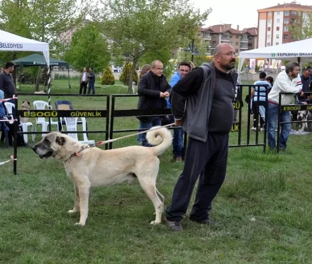 Eskişehir�de Köpek Irkları Yarışması Haberler