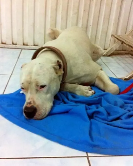 Koruma Altındaki Köpeğin Uyutulmasına Tepki Haberler