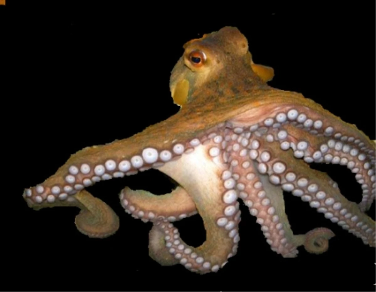 Тип симметрии осьминога. Октопус кальмар. Осьминог.