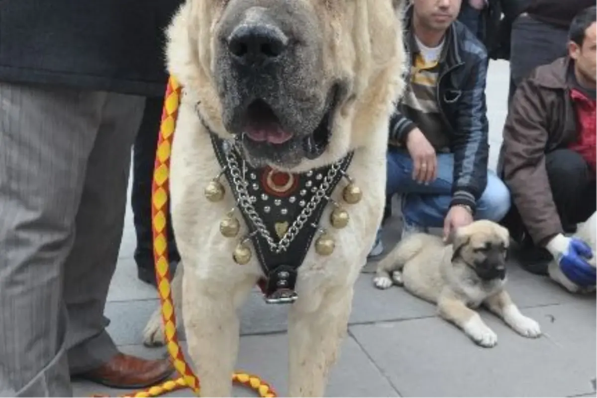 Malaklı Duman