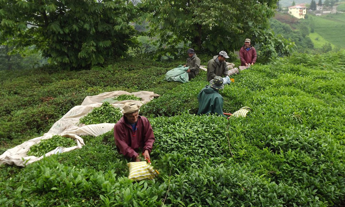 Çay Tarlaları ve Fabrikaları Rus ve Gürcü İşçilere Kaldı - Haberler Ekonomi