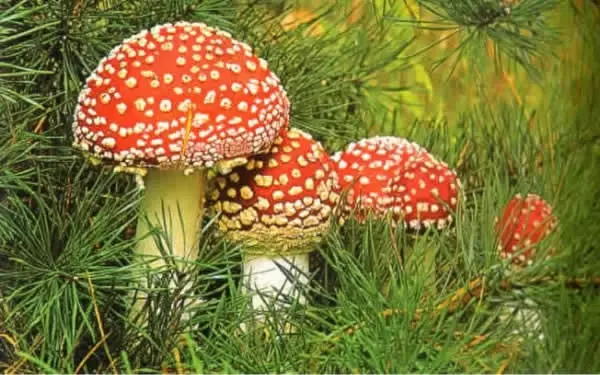 Şapkalı Mantar Türünün Envanterini Çıkartıyorlar - Haber