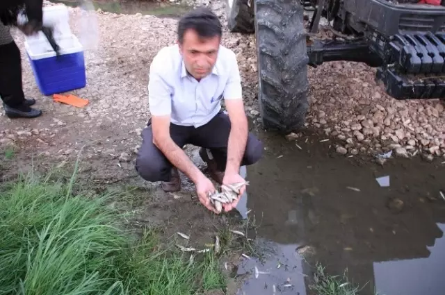 Kastamonu'da Toplu Balık Ölümleri Yaşanıyor