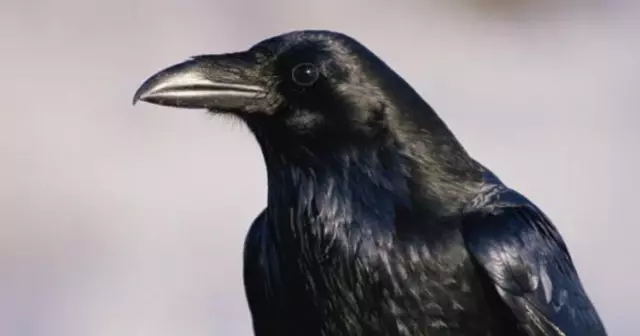 Kargalar Çocuklardan Daha Zeki! Kargalar Çocuklardan Daha Zeki!