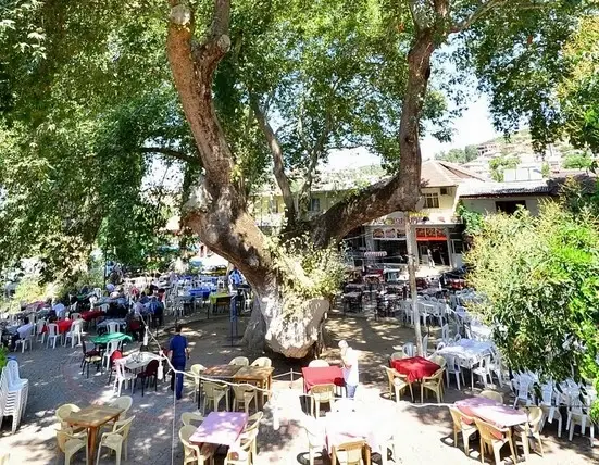 1000 Yıllık Çınara 1000 Yıllık Çınara