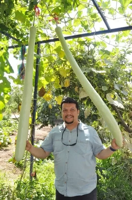 2 Metrelik Kabak Görenleri Şaşırtıyor