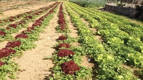 İstanbul'un En Önemli Yerel Sebze Kaynağı Sarıyer-Gümüşdere'deki Tarım Arazisi Satılıyor İstanbul'un En Önemli Yerel Sebze Kaynağı Sarıyer-Gümüşdere'deki Tarım Arazisi Satılıyor