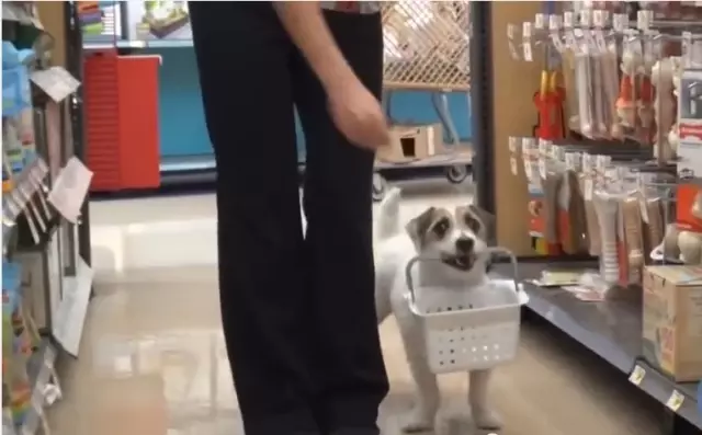 Her Eve Lazım Köpek Haber