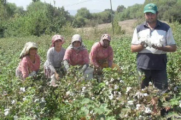Beyaz Altın Üreticileri Dertli