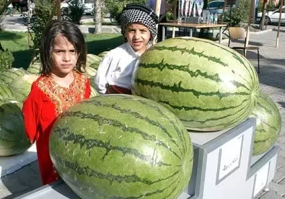 4.kültür ve Karpuz Festivali 4.kültür ve Karpuz Festivali