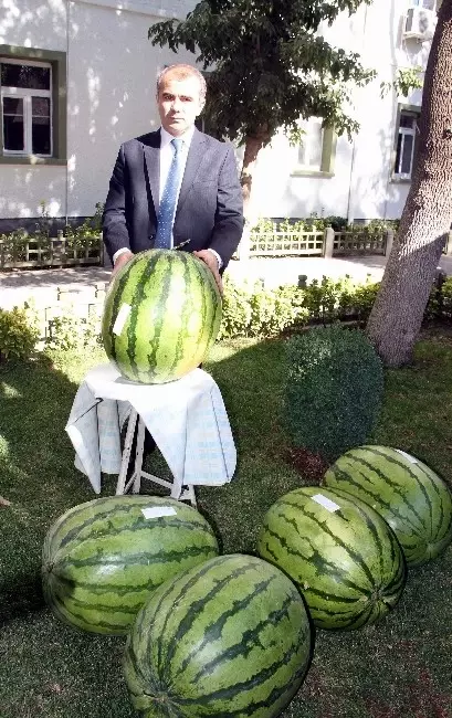 Diyarbakır'da Karpuz Festivali Başlıyor Diyarbakır'da Karpuz Festivali Başlıyor
