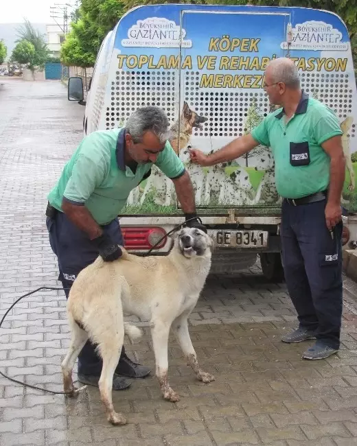 İlçedeki Başıboş Sokak Köpekleri Toplanıyor Haberler