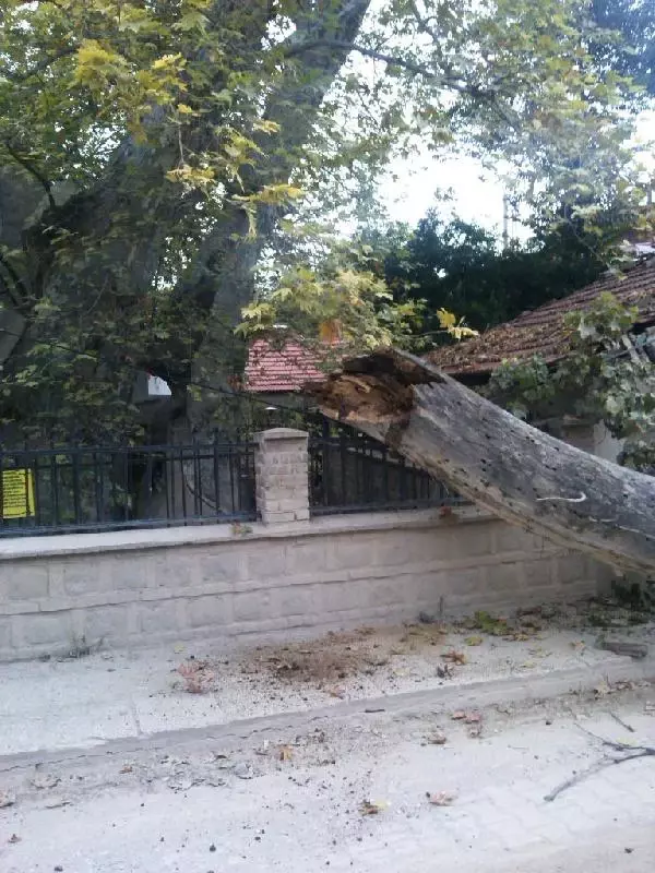 İznik'te 1257 Yıllık Çınar Tedavi Edilecek İznik'te 1257 Yıllık Çınar Tedavi Edilecek