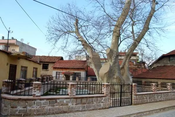 İznik'te 1257 Yıllık Çınar Tedavi Edilecek İznik'te 1257 Yıllık Çınar Tedavi Edilecek