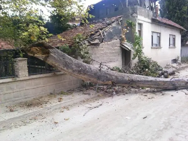 İznik'te 1257 Yıllık Çınar Tedavi Edilecek İznik'te 1257 Yıllık Çınar Tedavi Edilecek